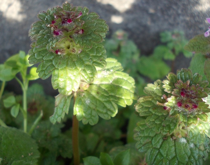 con piccoli fiori viola : Lamium amplexicaule